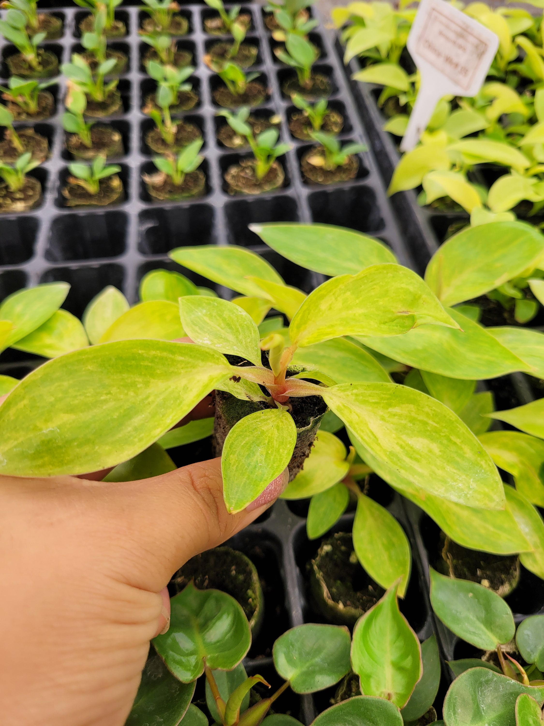 Baby/4" Philodendron Painted Lady